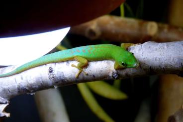 Geckos kaufen und verkaufen Photo: Phelsuma astriata astriata in Hamm 9.3.2024