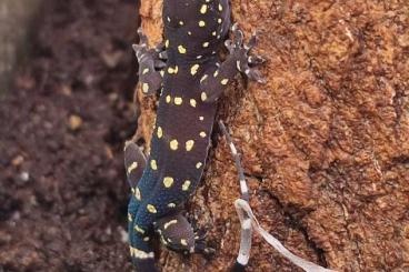 Geckos kaufen und verkaufen Photo: Hamm 14,9,2024---Hemidactylus prashadi