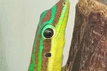 Geckos kaufen und verkaufen Foto: Phelsuma in Hamm, row 17, main hall, december