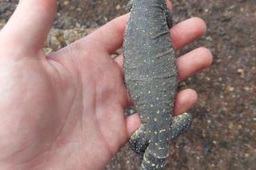 Monitor lizards kaufen und verkaufen Photo: Varanus panoptes horni...