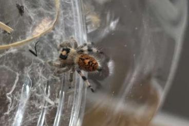 Spinnen und Skorpione kaufen und verkaufen Foto: Jumping Spiders/ Phidippus Regius 