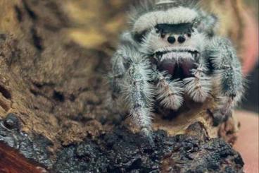 Spiders and Scorpions kaufen und verkaufen Photo: Jumping Spiders/ Phidippus Regius 