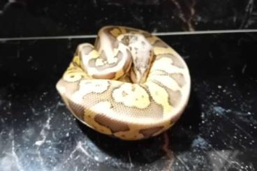 Königspythons kaufen und verkaufen Foto: Königspyton (ball python)