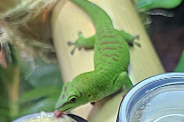 Geckos kaufen und verkaufen Foto: Exo Terra Terrarium komplett mit Phelsuma Grandis 