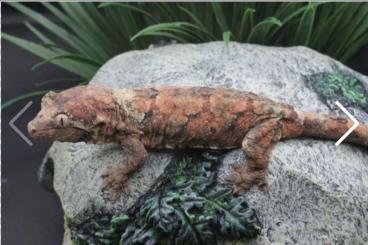 Geckos kaufen und verkaufen Foto: 15 x Female Mniarogekko Chahoua 