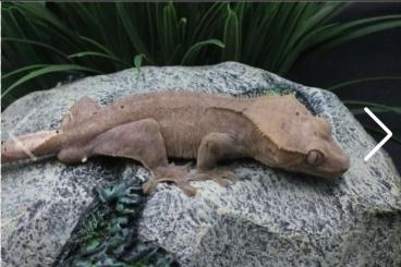 Geckos kaufen und verkaufen Foto: Male Axanthic Crested Geckos