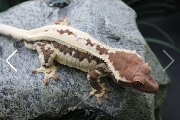 Geckos kaufen und verkaufen Foto: High-end Crested Geckos  