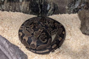 Ball Pythons kaufen und verkaufen Photo: verkaufe Königspython -Weibchen in tierliebe Hände