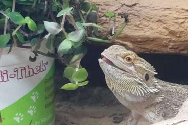 Bearded dragons kaufen und verkaufen Photo: Männliche Bartagame in Liebevolle Hände abzugeben