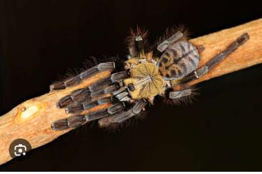 - bird spiders kaufen und verkaufen Photo: Vogelspinnen abzugeben ggf. Tausch