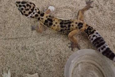 Geckos kaufen und verkaufen Foto: Leopardengecke jungtier abzugeben