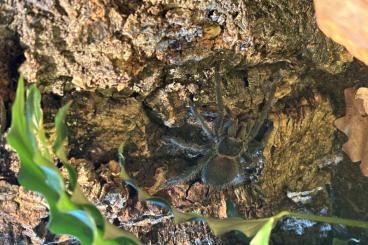 Vogelspinnen kaufen und verkaufen Foto: Lasiodora Parahybana 1.0 