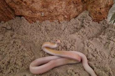 Snakes kaufen und verkaufen Photo: Albino Kornnatter 2 Jahre alt