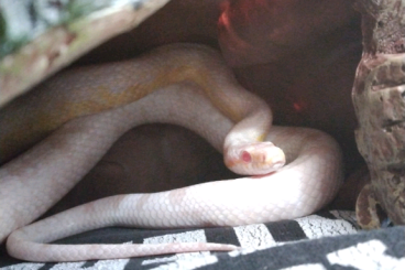 Schlangen kaufen und verkaufen Foto: Albino Kornnatter........ 