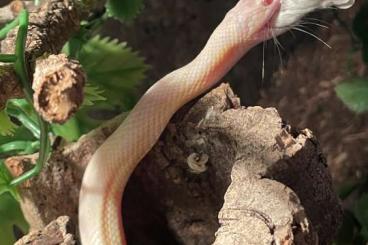 Snakes kaufen und verkaufen Photo: Kornattern  zwei Stück zum Verkauf