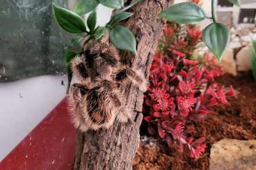 - bird spiders kaufen und verkaufen Photo: Vogelspinne mit Terrarium