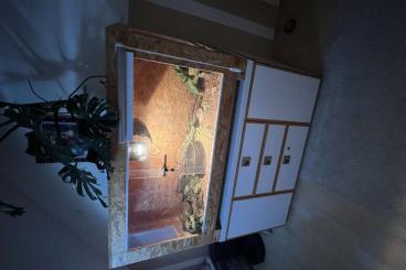 Terrarien kaufen und verkaufen Photo: Terrarium mit Unterschrank Terrarien kaufen und verkaufen Photo: Terrarium mit Unterschrank