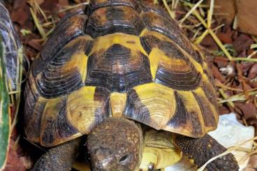 Landschildkröten kaufen und verkaufen Foto: Landschildkröten zu verkaufen