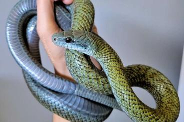 Snakes kaufen und verkaufen Photo: Looking for Blue Elaphe climacophora or Kunashir