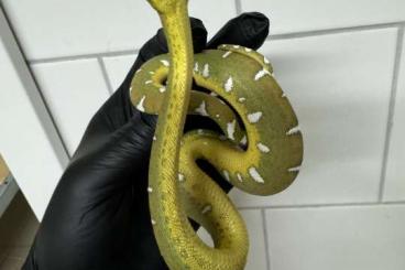 Snakes kaufen und verkaufen Photo: Corallus batesii 2024 Quirmbacher Linie 