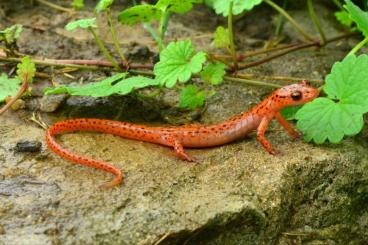 newts and salamanders kaufen und verkaufen Photo: Looking for Siren intermedia nettingi, Eurycea lucifuga