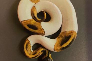 Ball Pythons kaufen und verkaufen Photo: Python Regius 0.1 Pied 66% het Ghost 05/2019