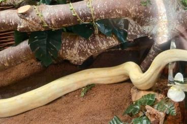 Boas kaufen und verkaufen Photo: Boa Constrictor Albino weiblich 