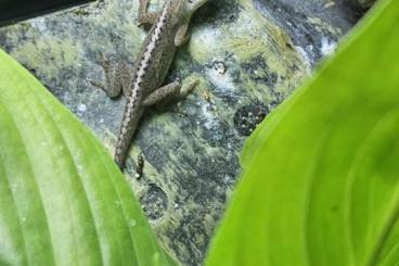 other lizards kaufen und verkaufen Photo: 1  Anolis carolinensis, Syn. Anolis baccatus Männchen (Gratis)