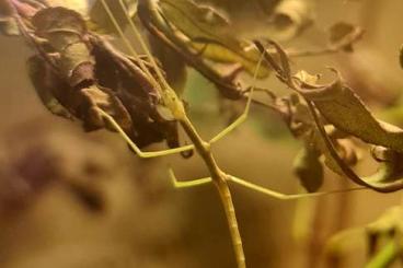 Insekten kaufen und verkaufen Foto: Fauchschaben Leuchtschaben Stabheuschrecken