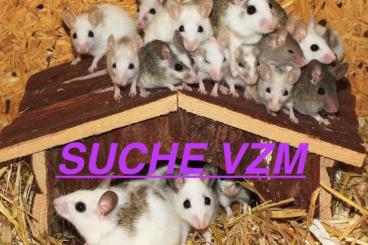 Exotische Säuger kaufen und verkaufen Foto: Suche!!! Vielzitzenmäuse und Ratten 