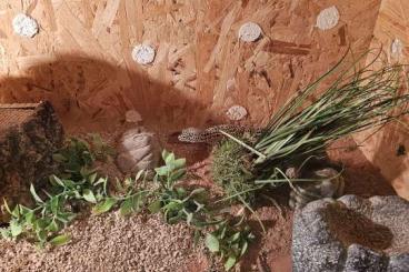 Echsen  kaufen und verkaufen Foto: Leopardgeckos mit Terrarium 