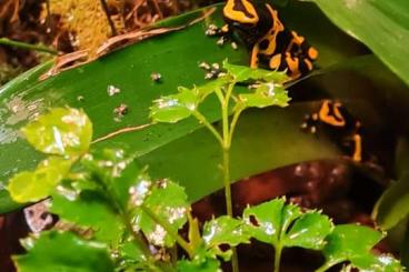 Poison dart frogs kaufen und verkaufen Photo: Verkaufe leucomelas plus terra