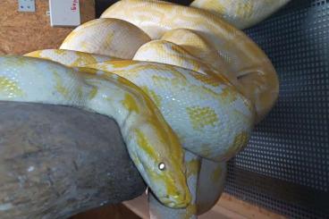 Pythons kaufen und verkaufen Foto: Adulte Tigerpythons zur Abgabe