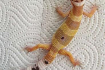 Geckos kaufen und verkaufen Photo: Verschiedene Leopardgeckos Jung bis Adult