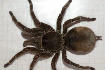 - bird spiders kaufen und verkaufen Photo: Verschiedene Vogelspinnen Gerne auf Anfrage