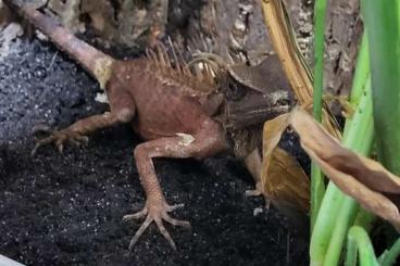 Lizards kaufen und verkaufen Photo: Verkaufe Acanthosaura capra