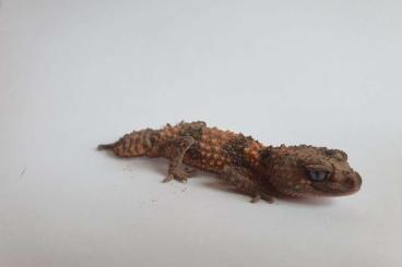Geckos kaufen und verkaufen Photo: 1.0 Rauer Knopfschwanzgecko Nephrurus cinctus 
