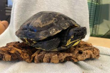 Schildkröten  kaufen und verkaufen Foto: Gelbwangen-Schmuckschildkröte, Trachemys scripta scripta abzugeben