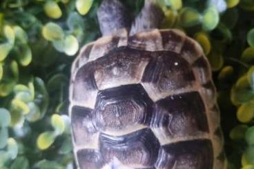 Tortoises kaufen und verkaufen Photo: Maurische Landschildkröte aus 2024