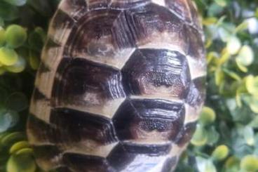 Landschildkröten kaufen und verkaufen Foto: Maurische Landschildkröte aus 2024