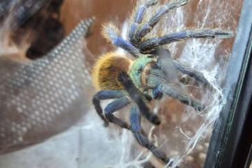 - bird spiders kaufen und verkaufen Photo: Chromatopelma Cyaneopubescens