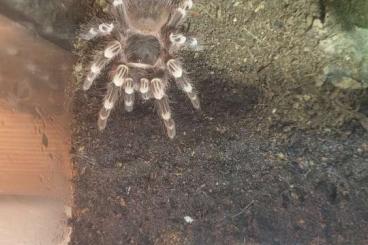 Vogelspinnen kaufen und verkaufen Foto: Acanthoscurria geniculata