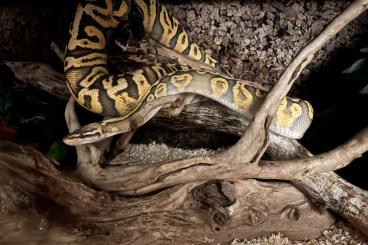 Pythons kaufen und verkaufen Foto: GHI-Super Pastel Königspython NZ' M&S 19 Python regius