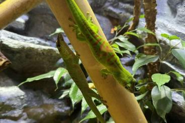 Geckos kaufen und verkaufen Photo: 3x Madagaskar-Taggeckos zu verkaufen