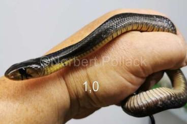 Snakes kaufen und verkaufen Photo: Drymarchon m.erebenus NZ 2024 blutsfremd abzugen