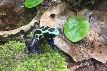 Poison dart frogs kaufen und verkaufen Photo: Dendrobates tinctorius Sipilawinii