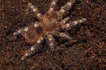 Vogelspinnen kaufen und verkaufen Foto: ACANTHOSCURRIA GENICULATA