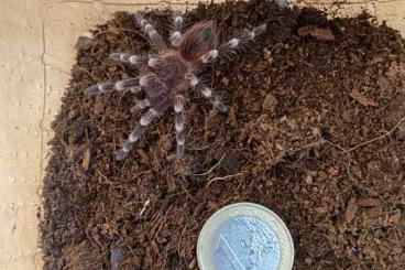 Vogelspinnen kaufen und verkaufen Foto: ACANTHOSCURRIA GENICULATA