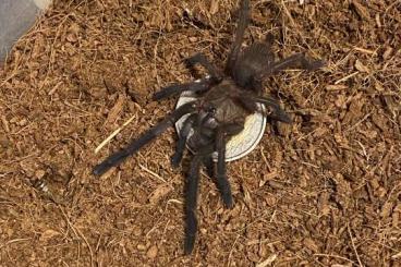 - bird spiders kaufen und verkaufen Photo: Chilobrachys Natanicharum (ex Sp. Electric Blue)