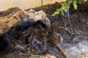 - bird spiders kaufen und verkaufen Photo: Theraphosa blondi Weibchen inkl. Terra